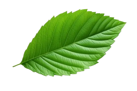 Leaf