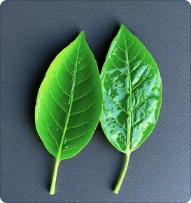 Leaf