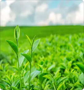 Agro chemicals & Emulsifiers